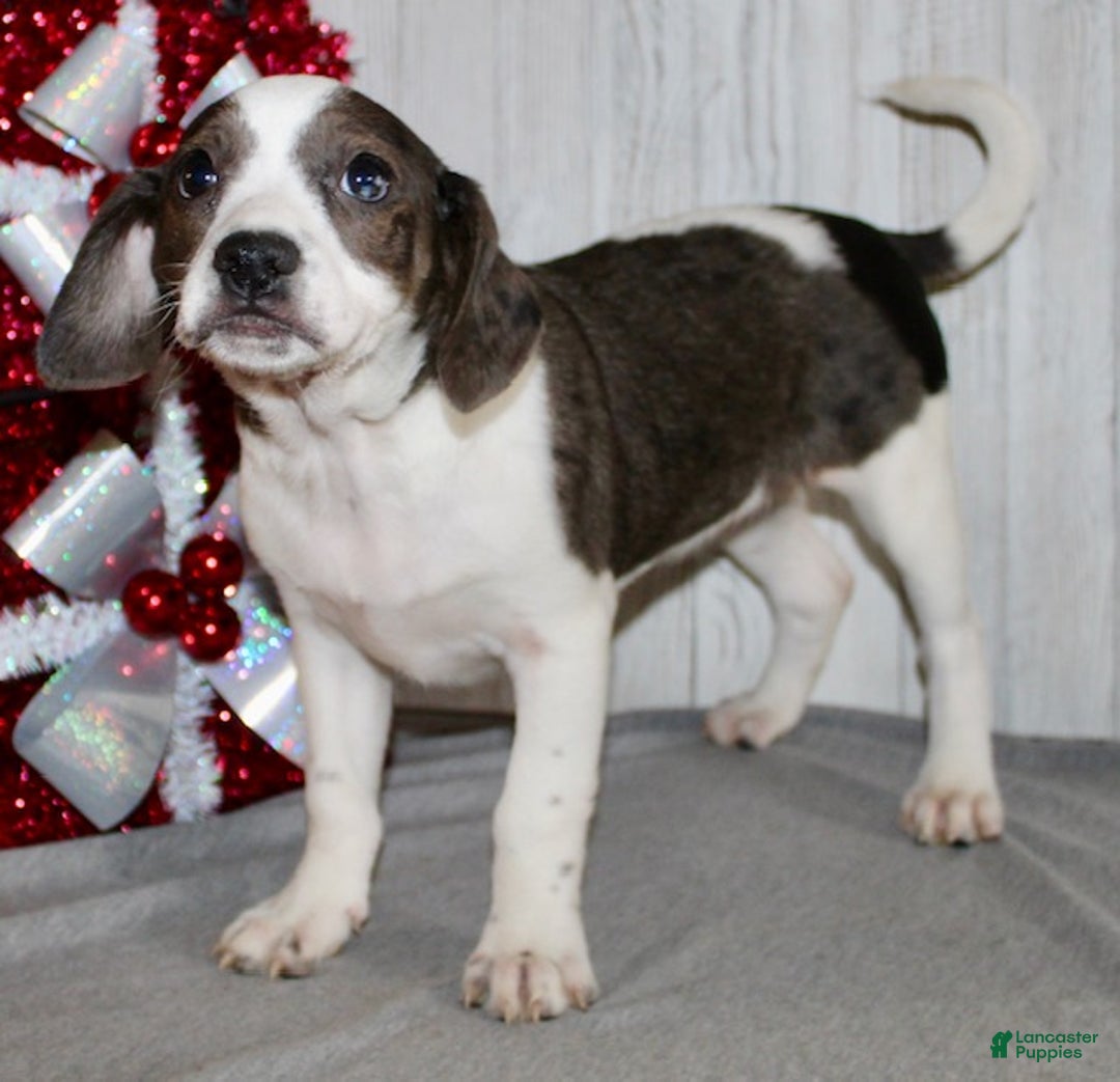 Mixed Breed dogs for sale: Barbie - Ad 4