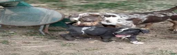 American Bully dogs for sale: Oreo - Ad 1