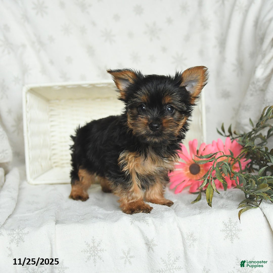Yorkshire Terrier dogs for sale: Lilac - Ad 3