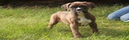 Boxer dogs for sale: Boxer Puppy 4 - Ad 9