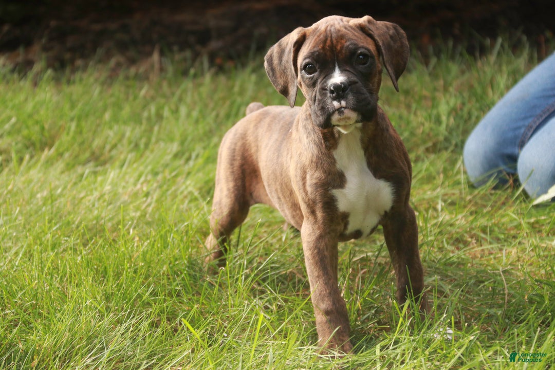 Boxer dogs for sale: Boxer Puppy 4 - Ad 9
