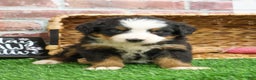Bernese Mountain Dog dogs for sale: Holly  - Ad 6