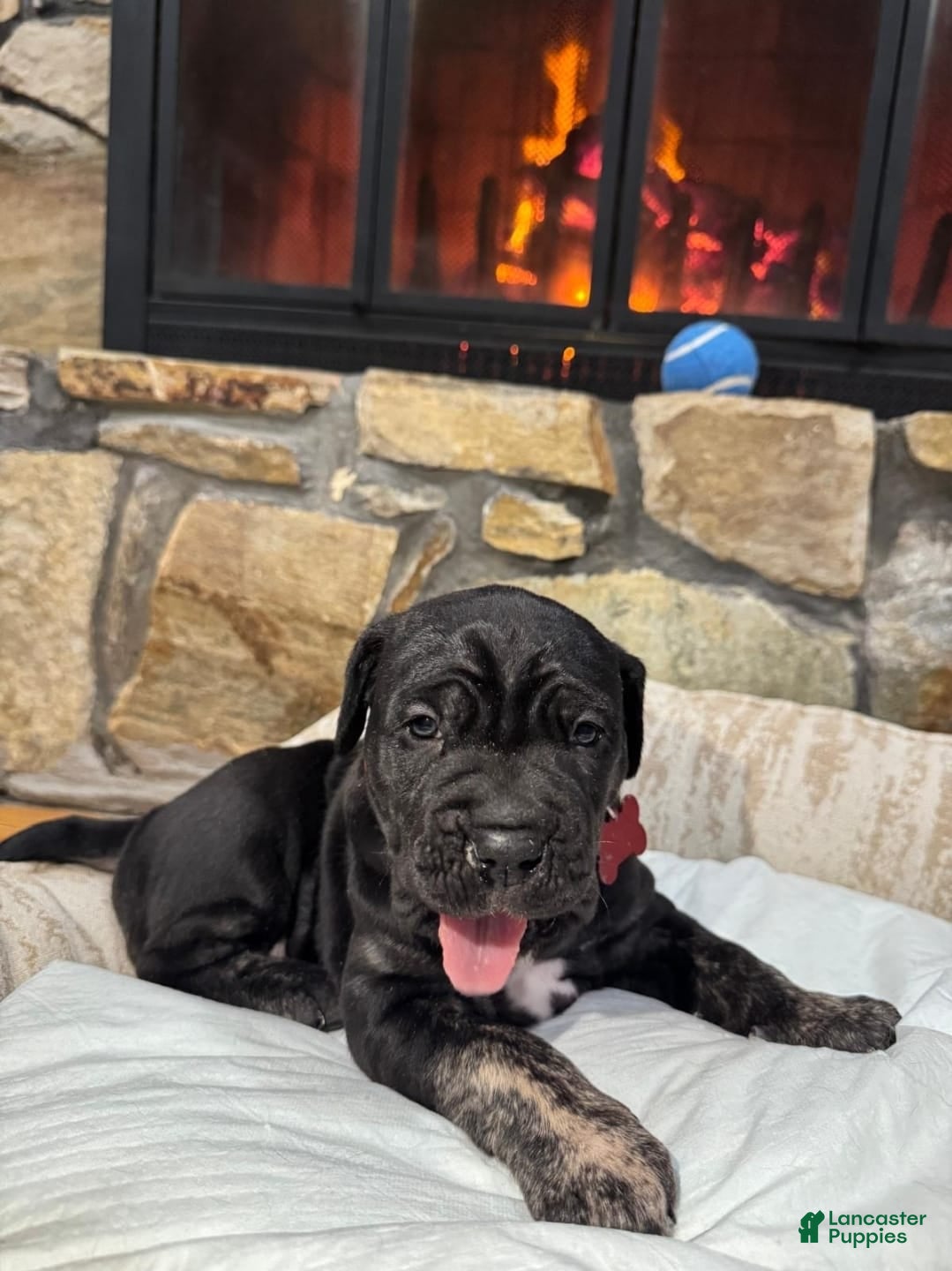 Cane Corso dogs Raven - Ad 1