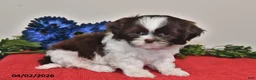 Shih Tzu dogs for sale: Lily - Ad 3