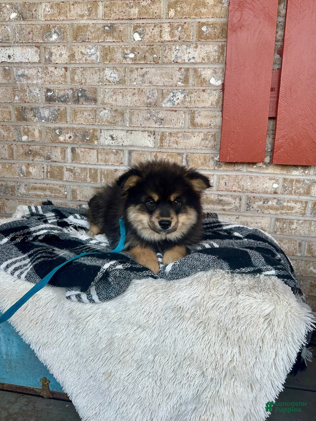 Pomsky dogs for sale: Alex - Ad 1