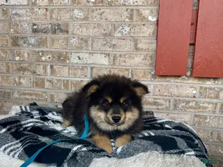 Pomsky dogs Alex - Ad 13