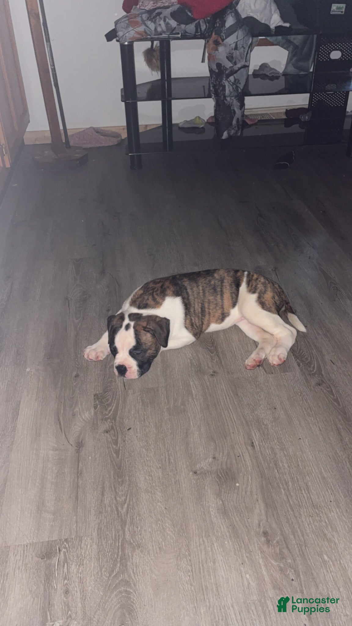 American Bulldog dogs American Bulldog 1 - Ad 3