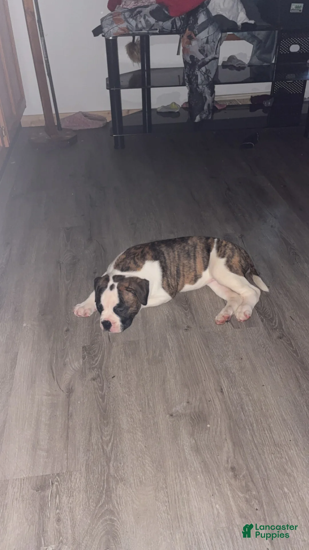 American Bulldog dogs for sale: American Bulldog 1 - Ad 1