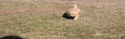 Golden Retriever dogs for sale: Pint - Ad 1