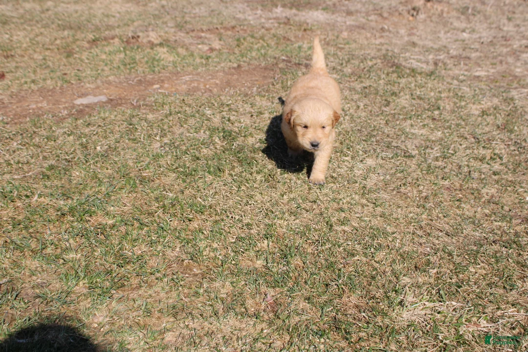 Golden Retriever dogs for sale: Pint - Ad 1