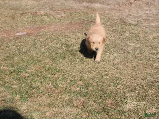 Golden Retriever dogs Pint - Ad 30