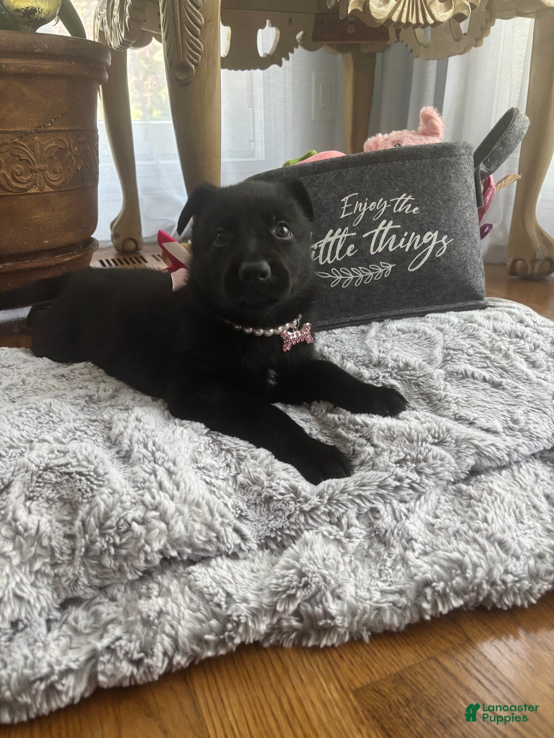 German Shepherd dogs for sale: Pink - Ad 4