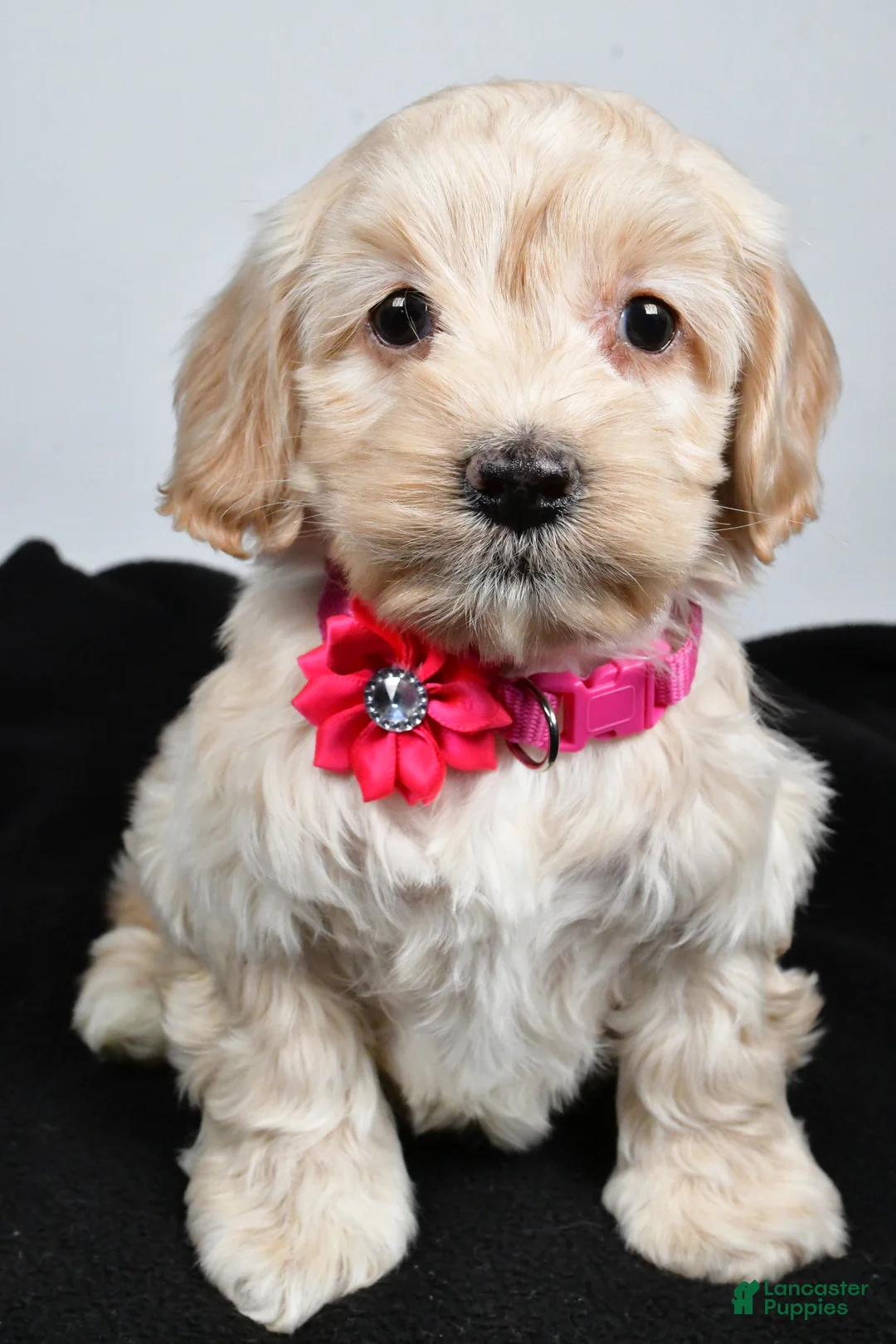 Cockapoo dogs for sale: Pearl - Ad 5