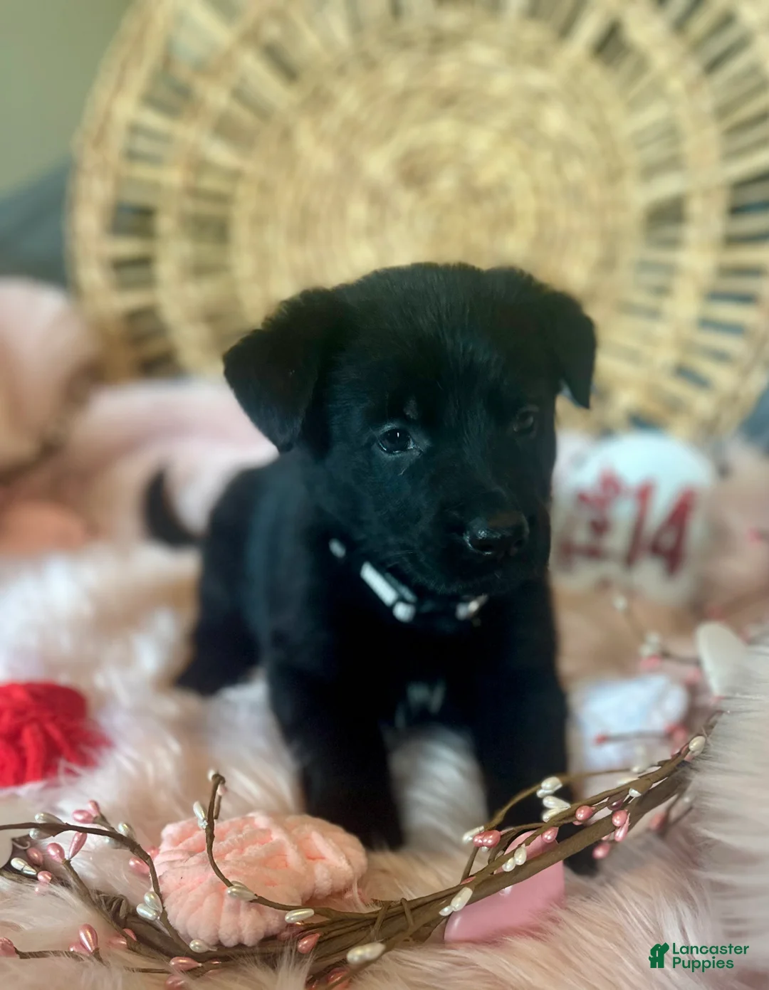 German Shepherd dogs for sale: Poppy  - Ad 14