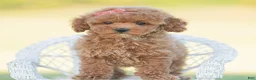 Toy Poodle dogs for sale: Candy apple - Ad 5