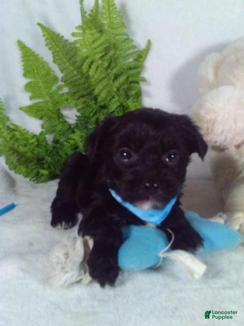 Yorkiepoo dogs Gizmo - Ad 2