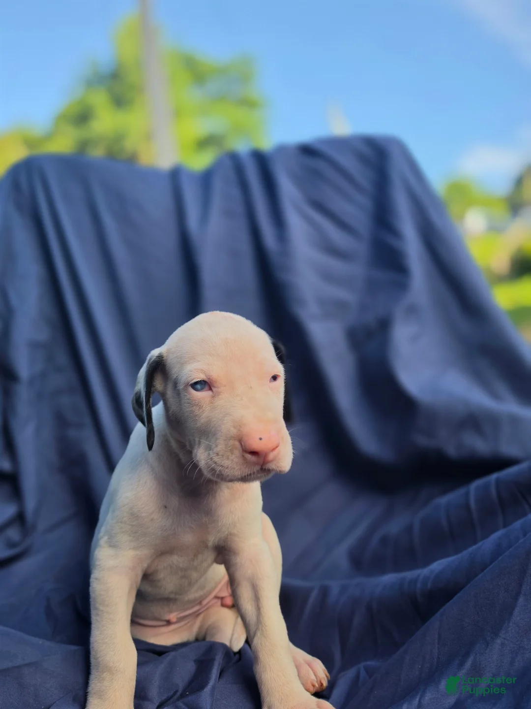 Great Dane dogs for sale: JuneBug - Ad 2