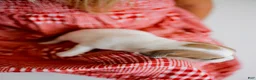 Jack Russell Terrier dogs for sale: Jack Russell Terrier 5 - Ad 5