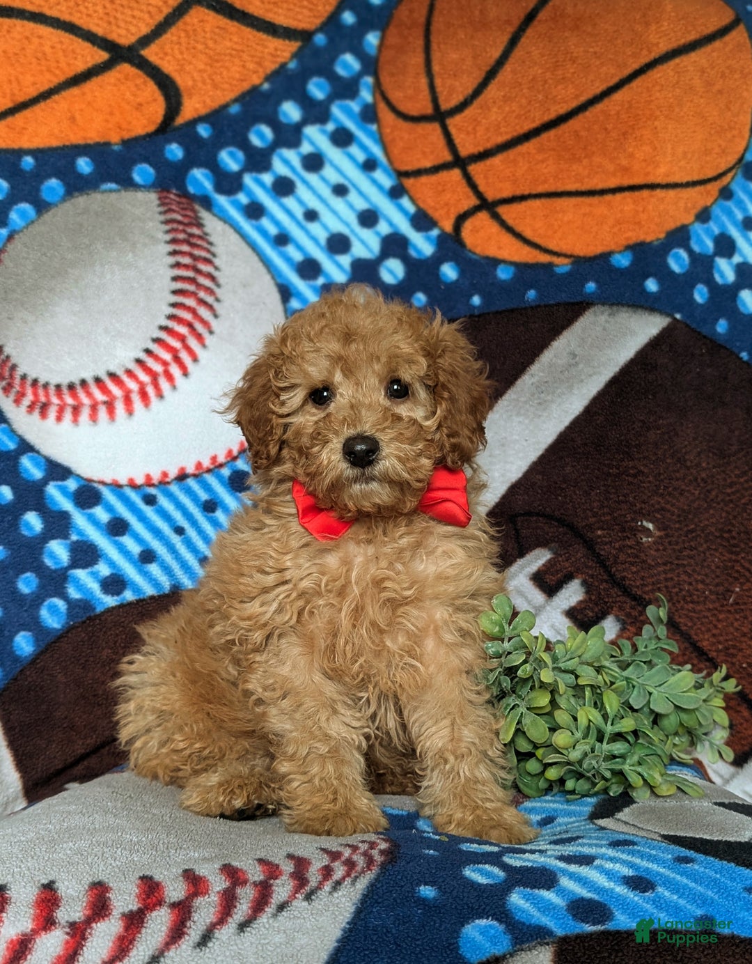 Miniature Poodle dogs for sale: Chad - Ad 3