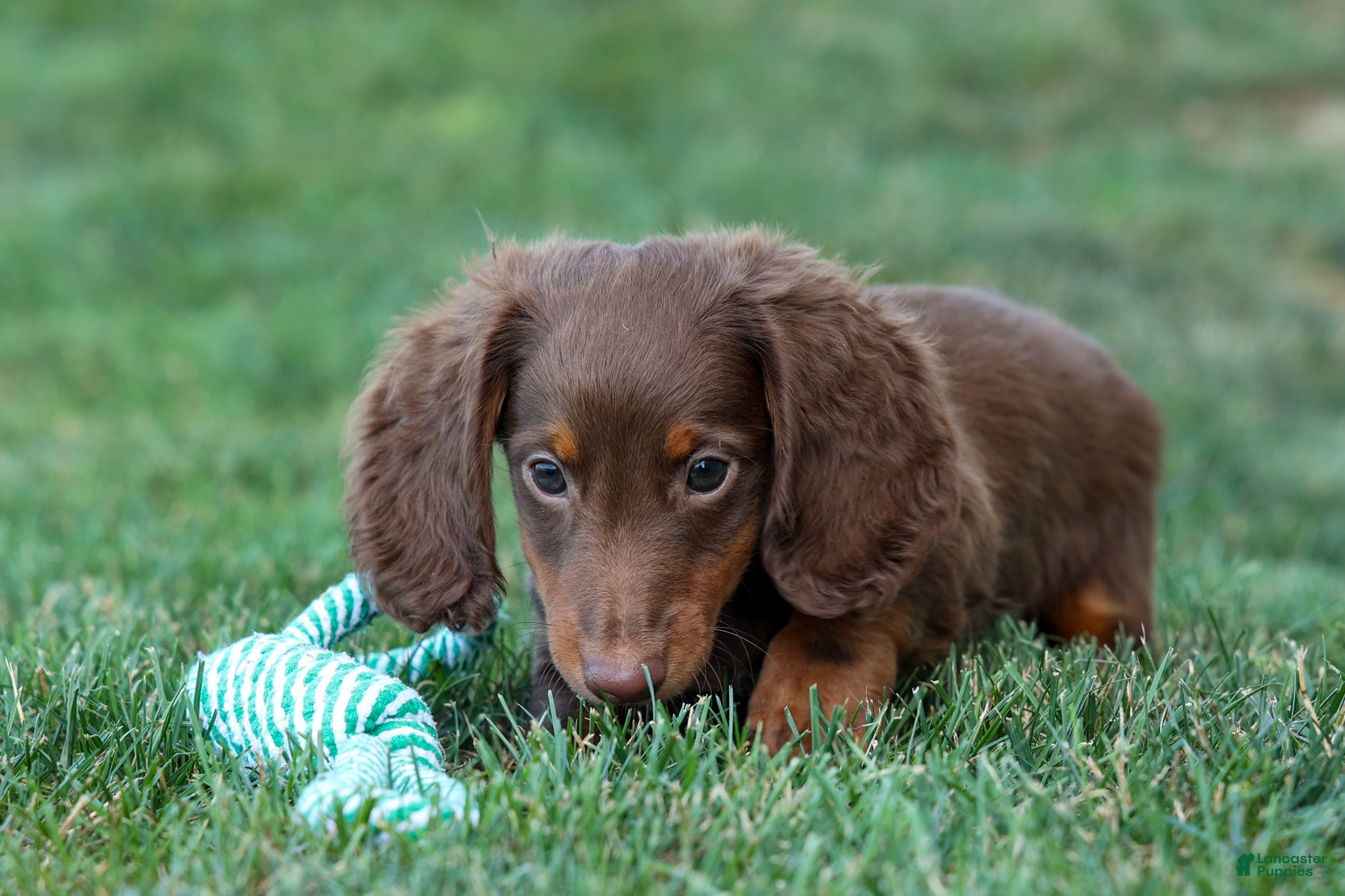Miniature Dachshund dogs MARLEY - Ad 2