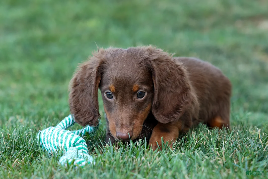 Miniature Dachshund dogs for sale: MARLEY - Ad 2