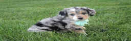 Mini Aussiedoodle dogs for sale: Kingsley 💎 - Ad 5