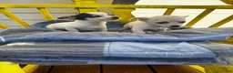 Chihuahua dogs for sale: Benny - Ad 2