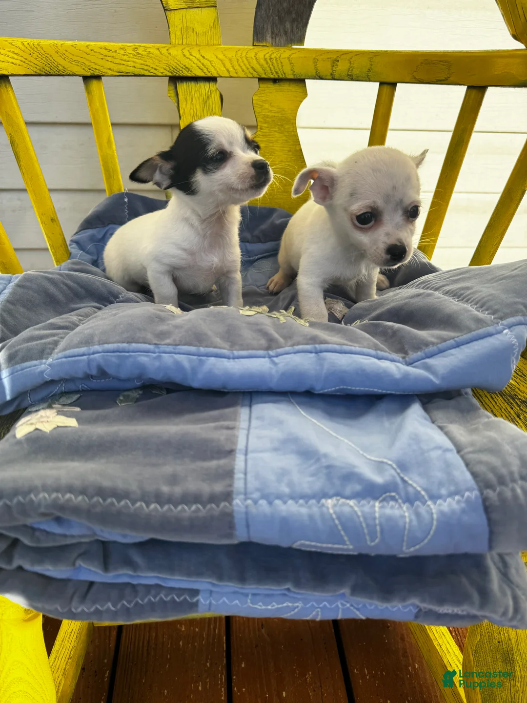 Chihuahua dogs for sale: Benny - Ad 2