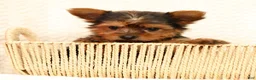 Yorkshire Terrier dogs for sale: Buddy - Ad 3