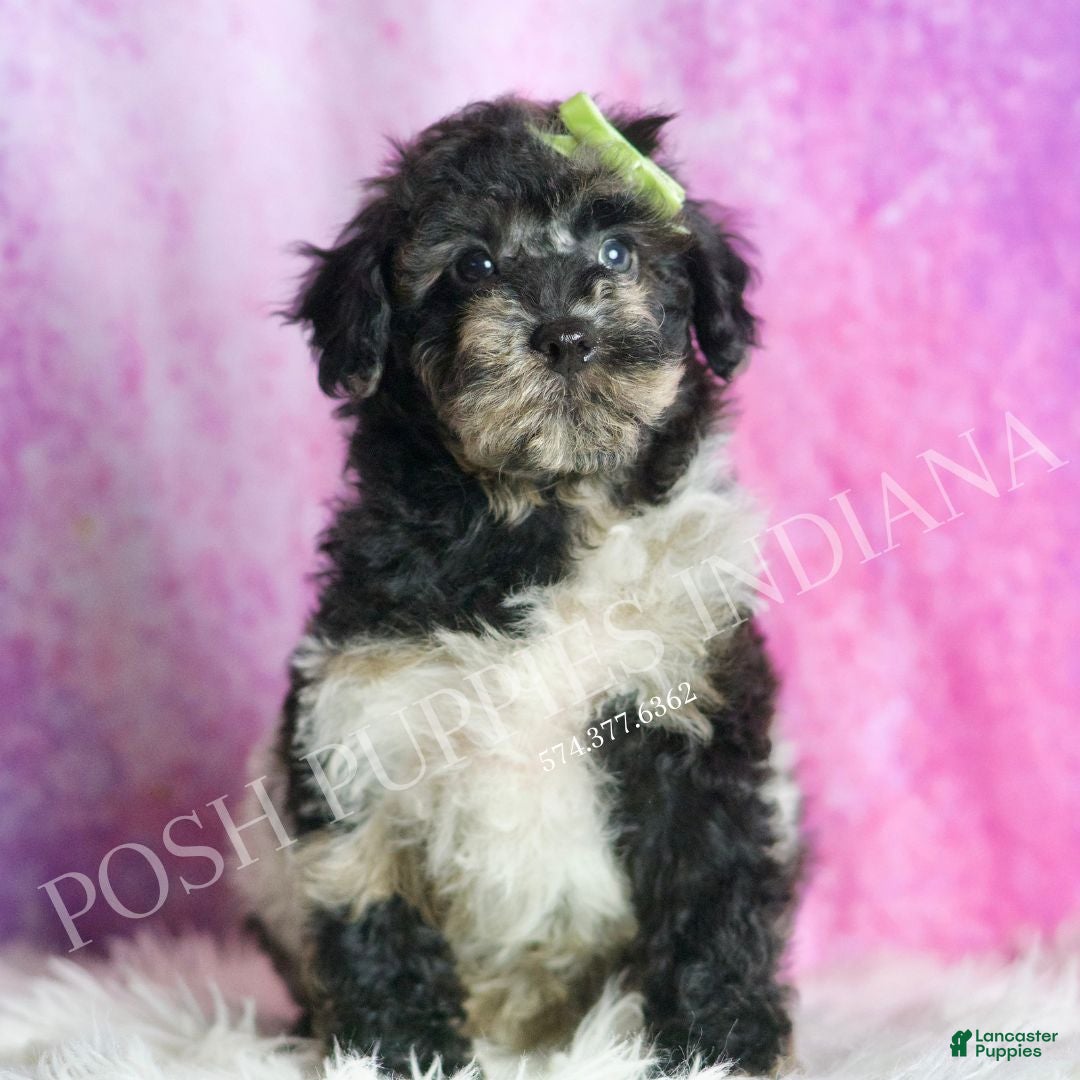 Toy Poodle dogs for sale: Jackson - Ad 4