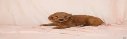 Goldendoodle dogs for sale: Walrus - Ad 2