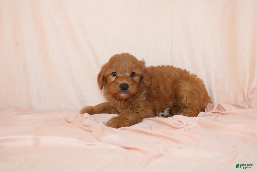 Goldendoodle dogs for sale: Walrus - Ad 2