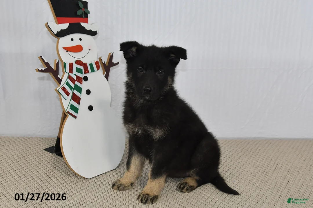 German Shepherd dogs for sale: Melody - Ad 7