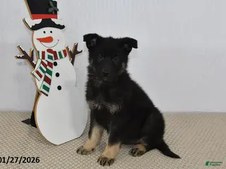 German Shepherd dogs Melody - Ad 18