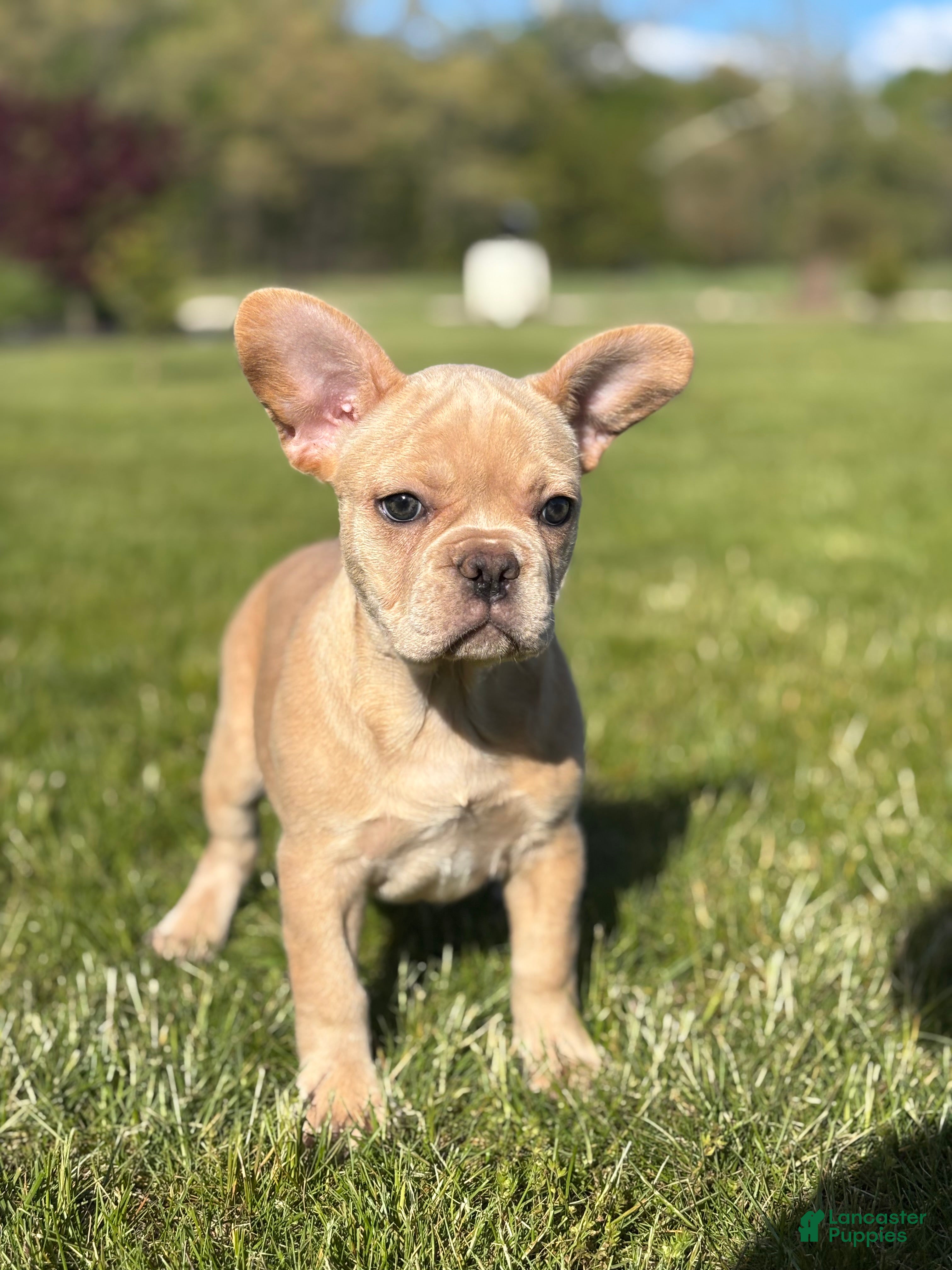 French Bulldog dogs Heidi - Ad 1