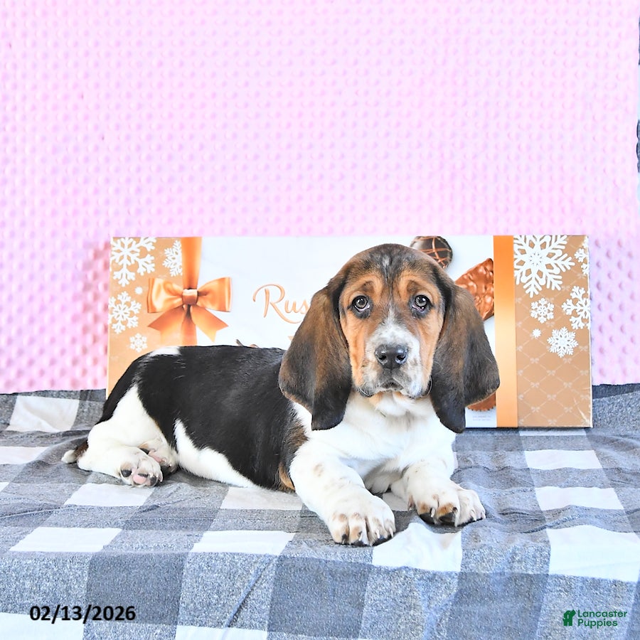 Basset Hound dogs Jacqueline - Ad 1