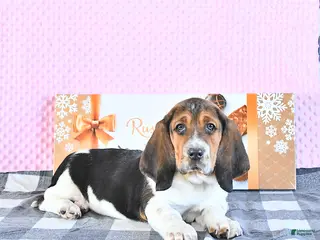 Basset Hound dogs Jacqueline - Ad 1