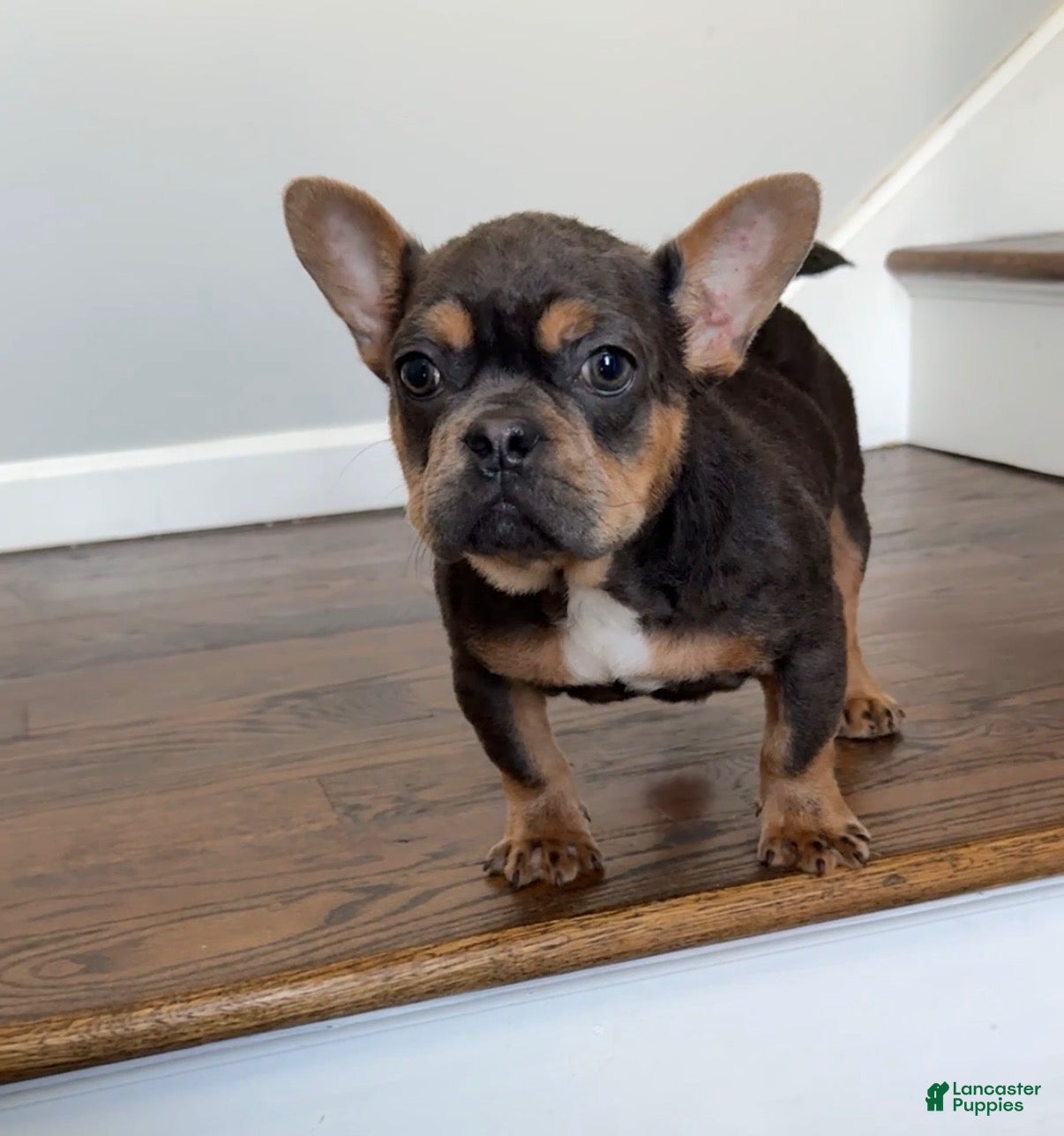 French Bulldog dogs French Bulldog Puppy 2 - Ad 1