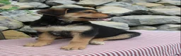 German Shepherd dogs for sale: Honey - Ad 15