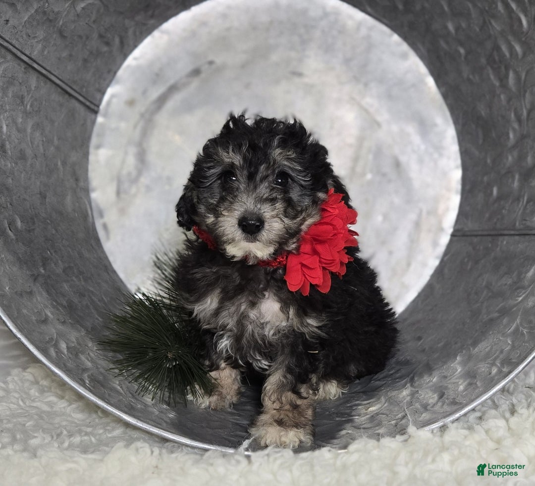 Pomapoo dogs for sale: Lucy - Ad 5