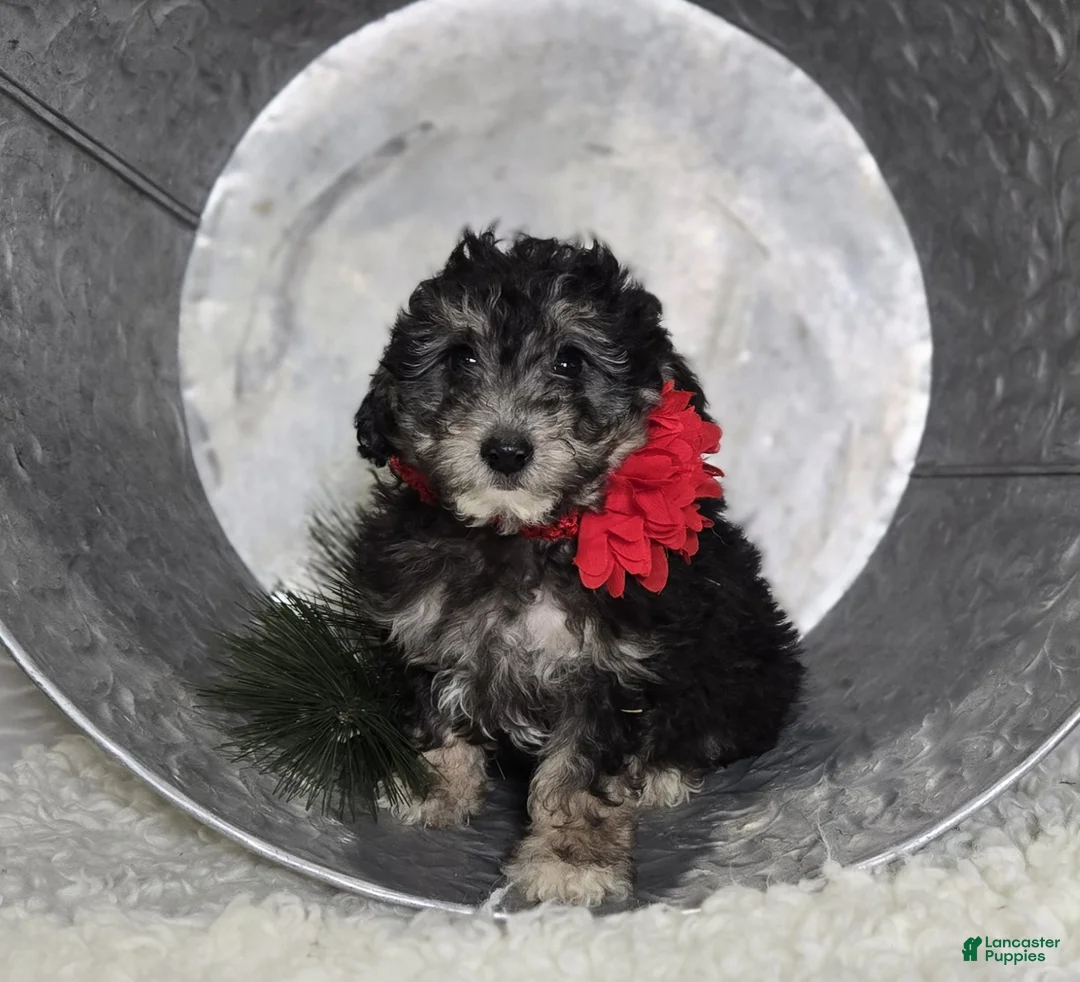 Pomapoo dogs for sale: Lucy - Ad 3