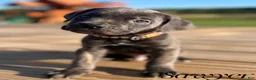 Cane Corso dogs for sale: Sawyer - Ad 7