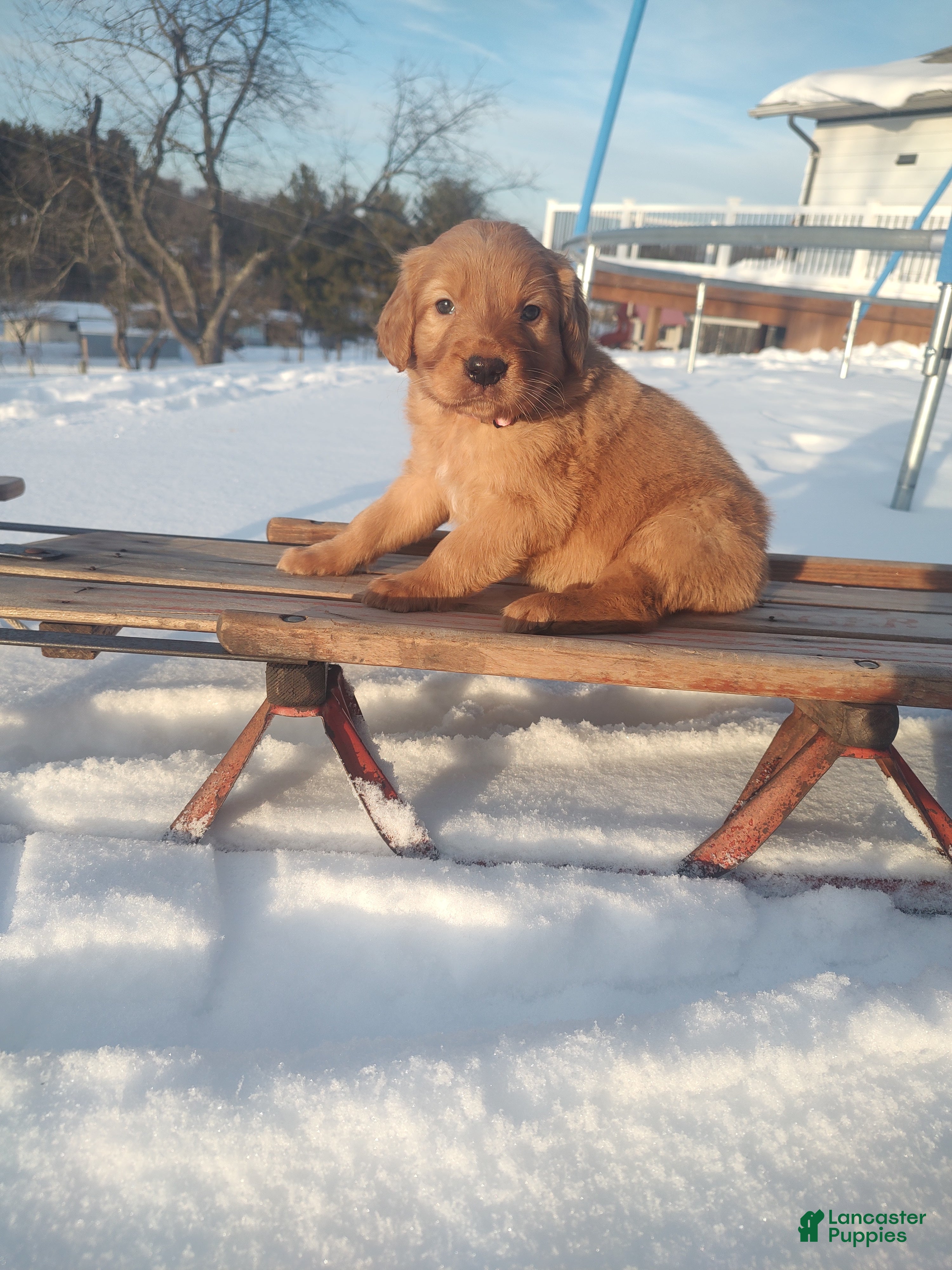 Mixed Breed dogs Roxanne  - Ad 36