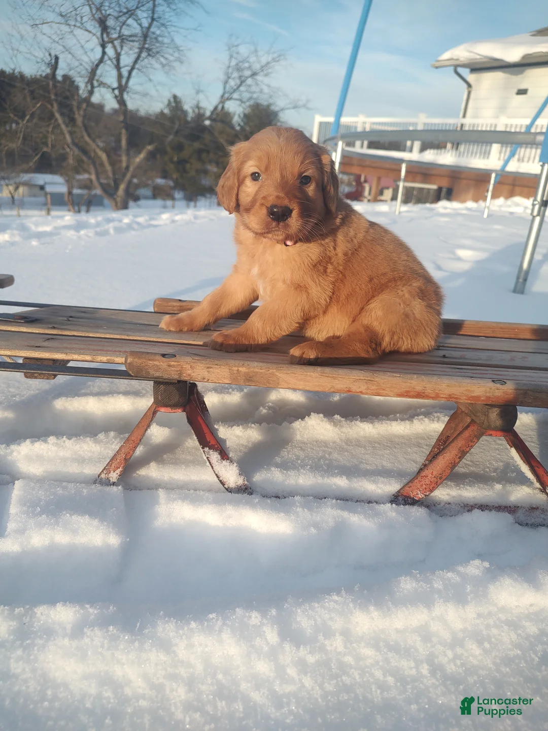 Mixed Breed dogs for sale: Roxanne  - Ad 1