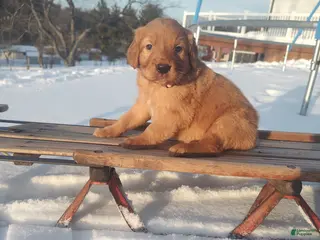 Mixed Breed dogs Roxanne - Ad 36