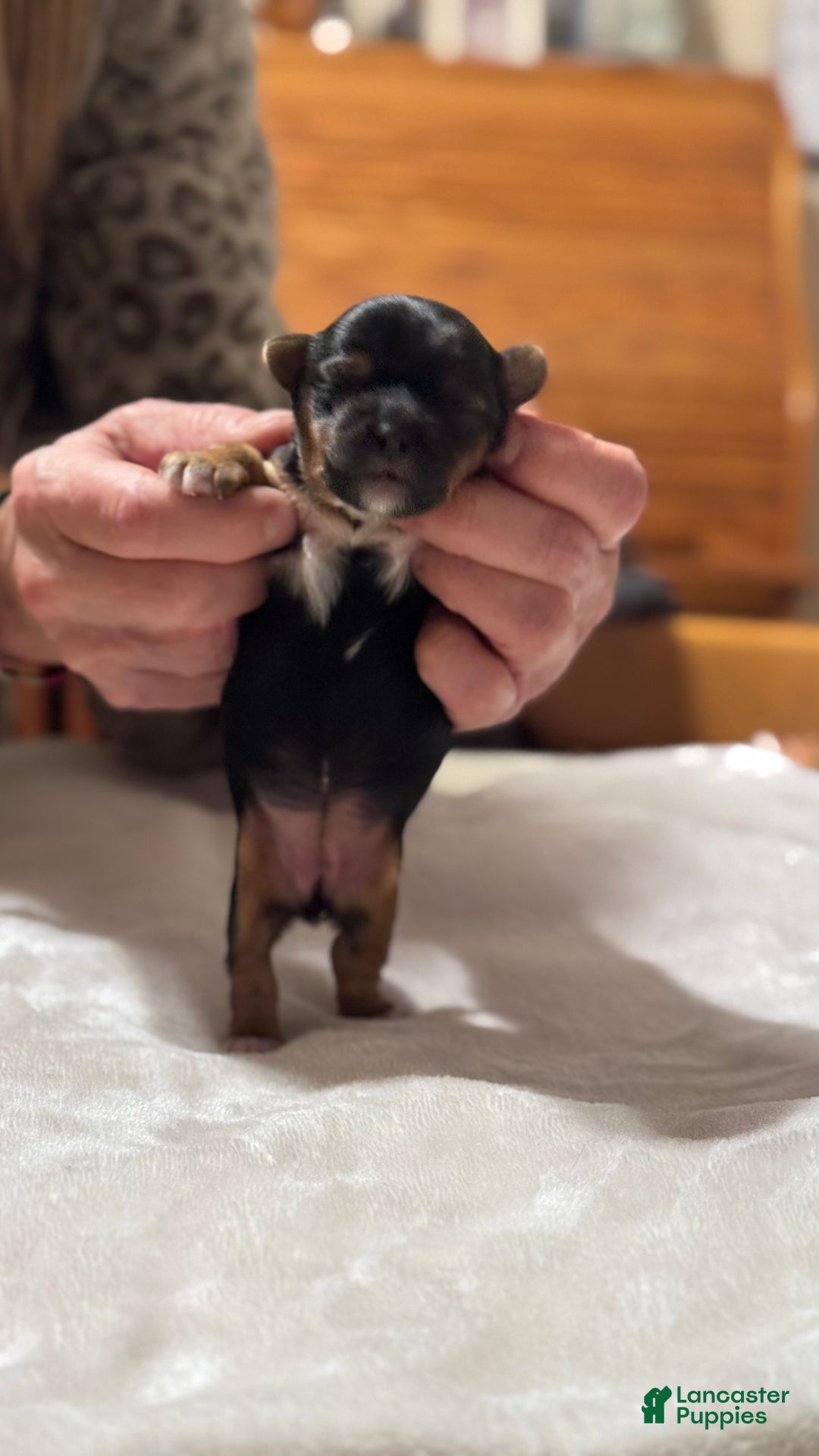 Mixed Breed dogs for sale: Aylee - Ad 5