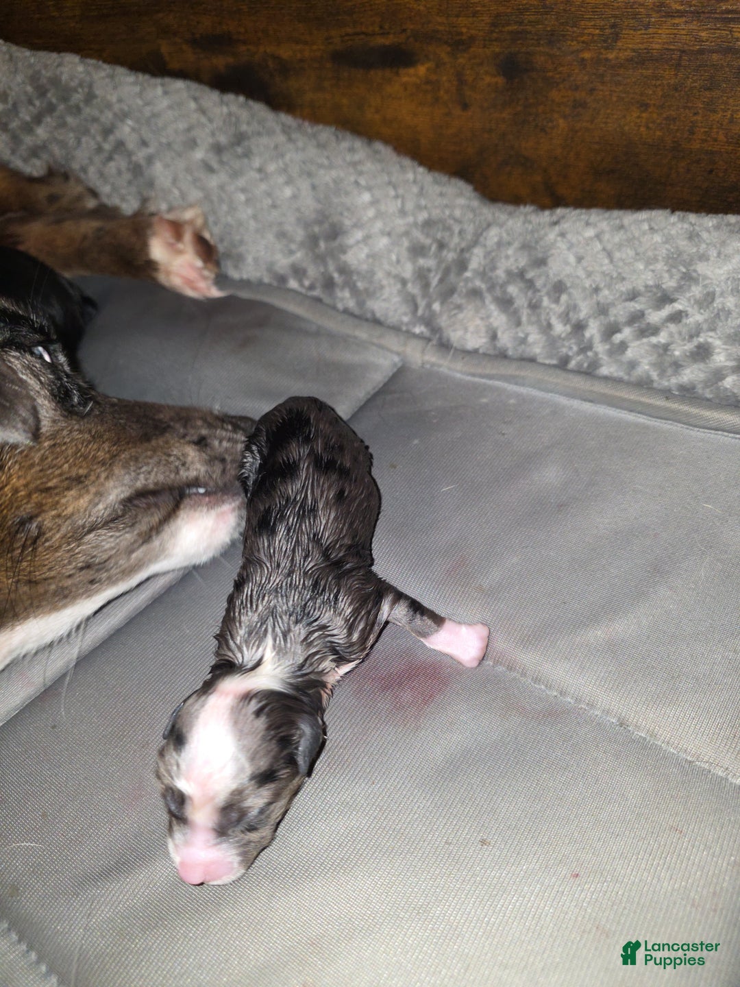 Miniature Australian Shepherd dogs for sale: Miniature Australian Shepherd Puppy 6 - Ad 5