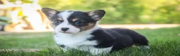 Welsh Corgi Pembroke dogs for sale: Olaf - Ad 9