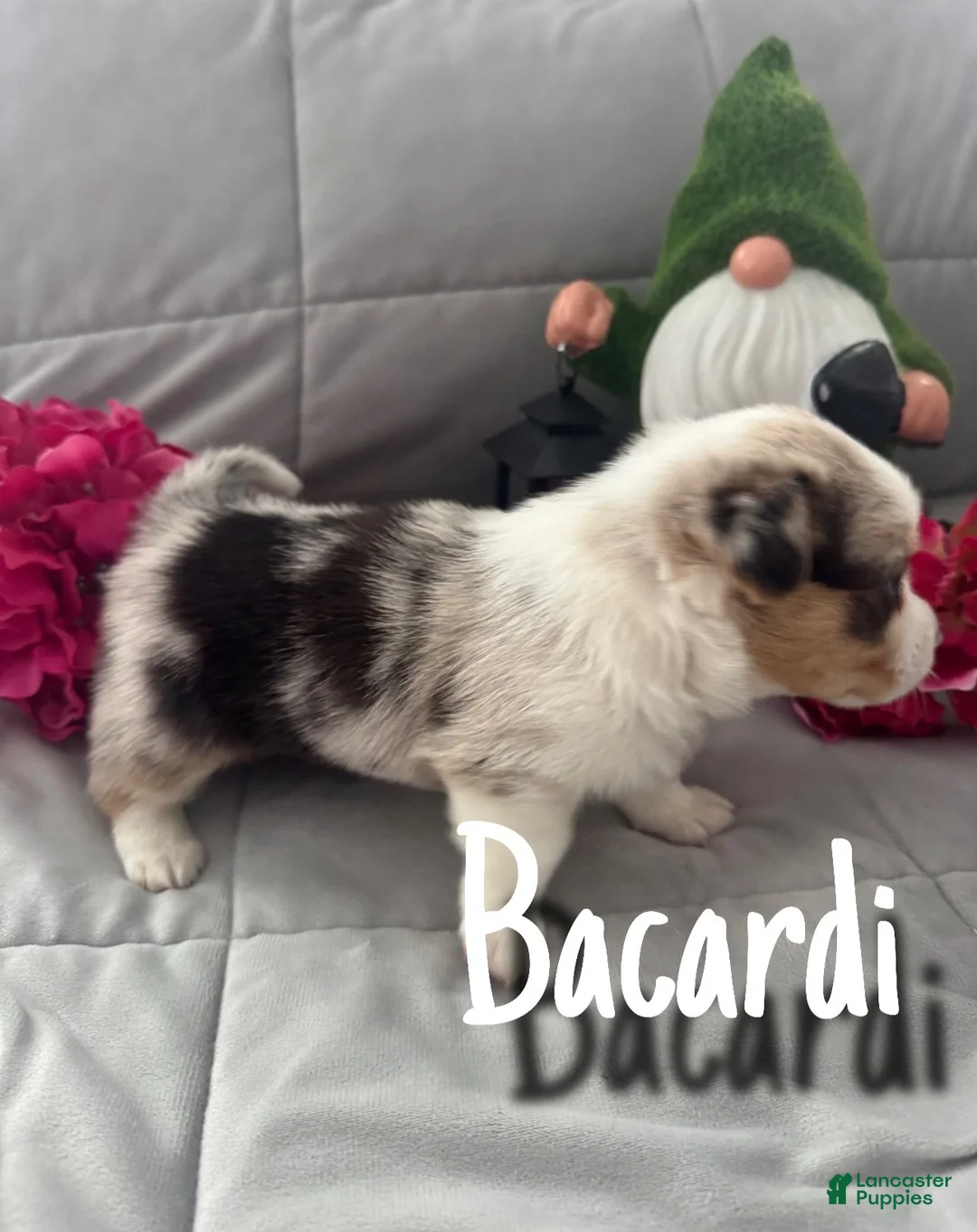 Welsh Corgi Pembroke dogs for sale: Bacardi  - Ad 2
