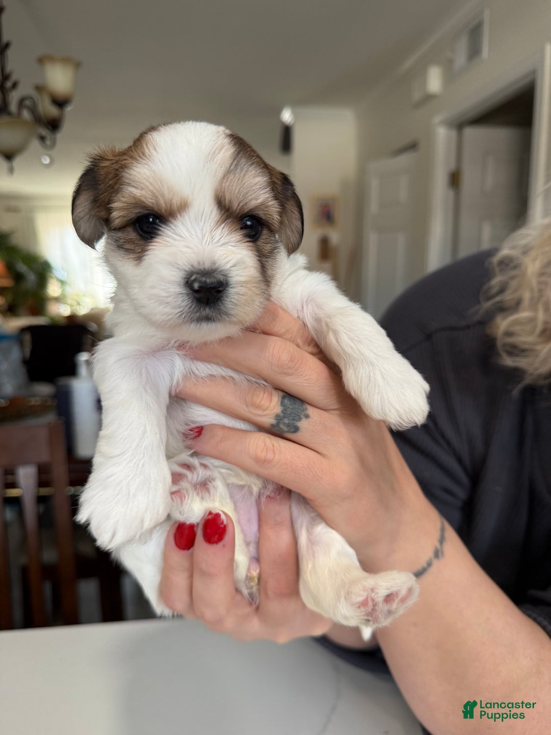 Shorkie dogs for sale: Shorkie Puppy 5 Luna - Ad 3
